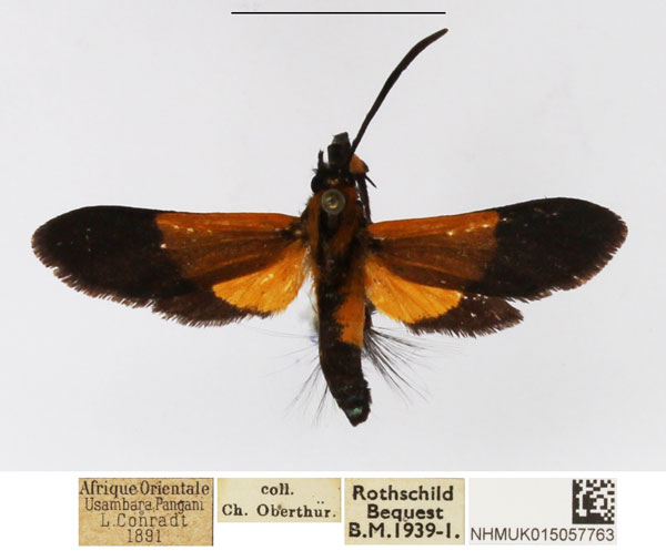 /filer/webapps/moths/media/images/U/ugandae_Netrocera_AM_NHMUK.jpg