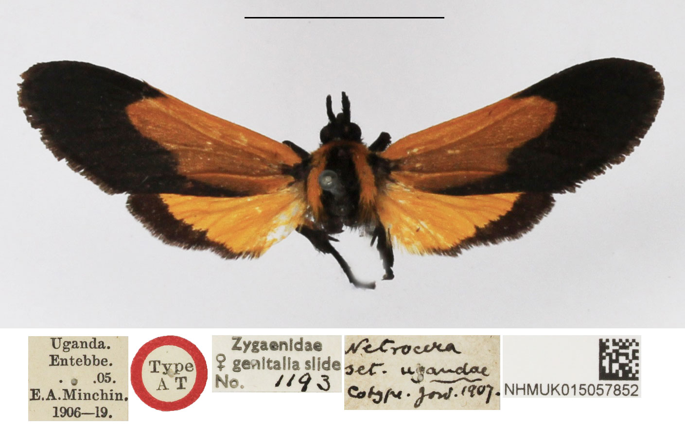 /filer/webapps/moths/media/images/U/ugandae_Netrocera_AT_NHMUK.jpg