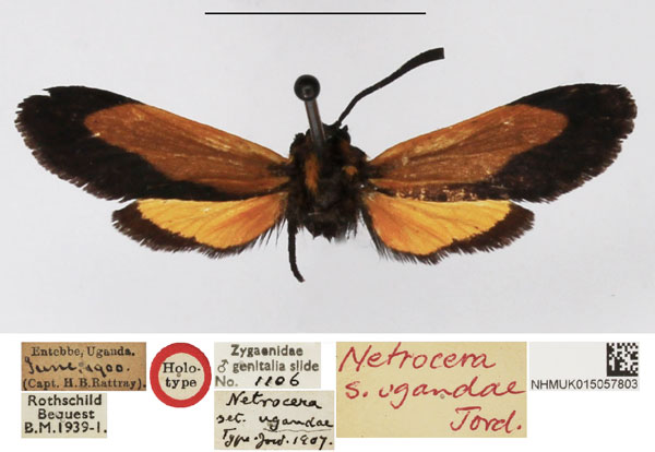 /filer/webapps/moths/media/images/U/ugandae_Netrocera_HT_NHMUK.jpg