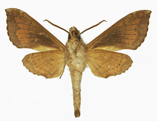 /filer/webapps/moths/media/images/U/ugandae_Temnora_AM_Basquinb.jpg