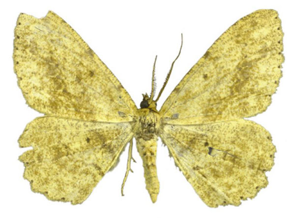 /filer/webapps/moths/media/images/U/ugandana_Afroracotis_HT_ZSM.jpg