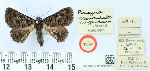 /filer/webapps/moths/media/images/U/ugandana_Pericyma_HT_BMNH.jpg
