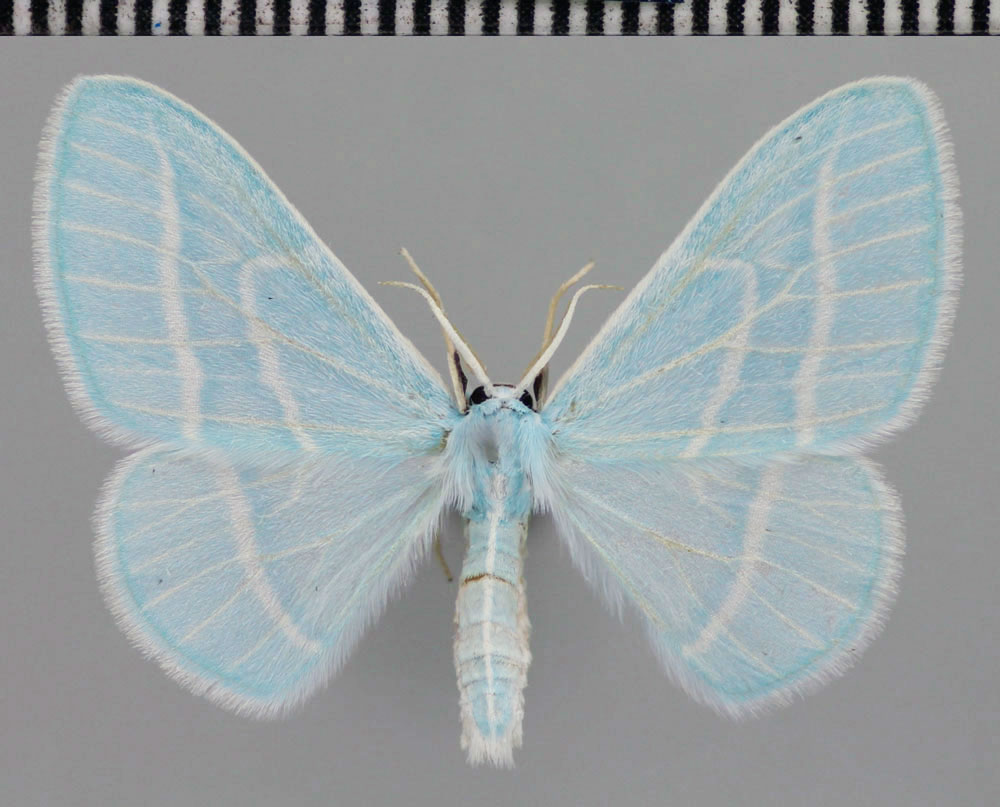 /filer/webapps/moths/media/images/U/ugandana_Trimetopia_HT_Stadie.jpg