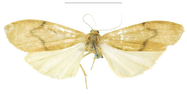 /filer/webapps/moths/media/images/U/ugandensis_Archithosia_HT_MSNS.jpg