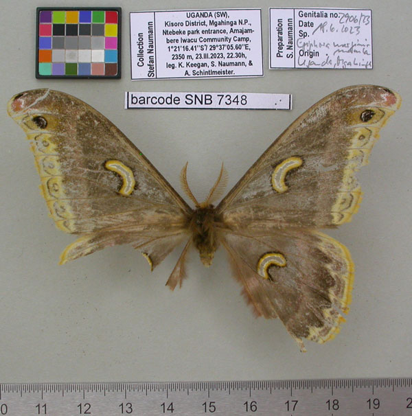 /filer/webapps/moths/media/images/U/ugandensis_Epiphora_NT_MfNa.jpg