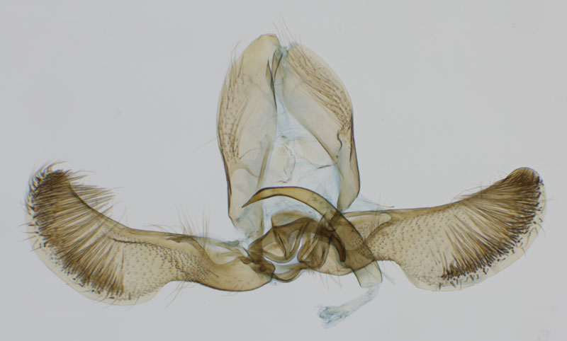 /filer/webapps/moths/media/images/U/ugandensis_Eucosmocydia_GMHT_NHMO.jpg