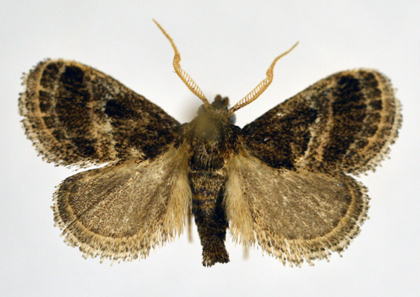 /filer/webapps/moths/media/images/U/ugandensis_Halseyia_AM_NHMO.jpg