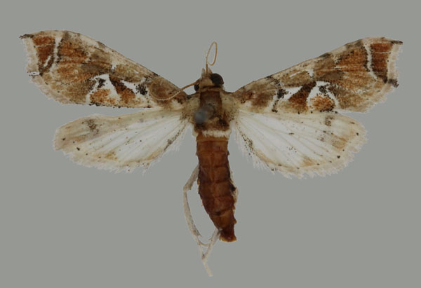 /filer/webapps/moths/media/images/U/ugandensis_Leucinodes_HT_Mally.jpg