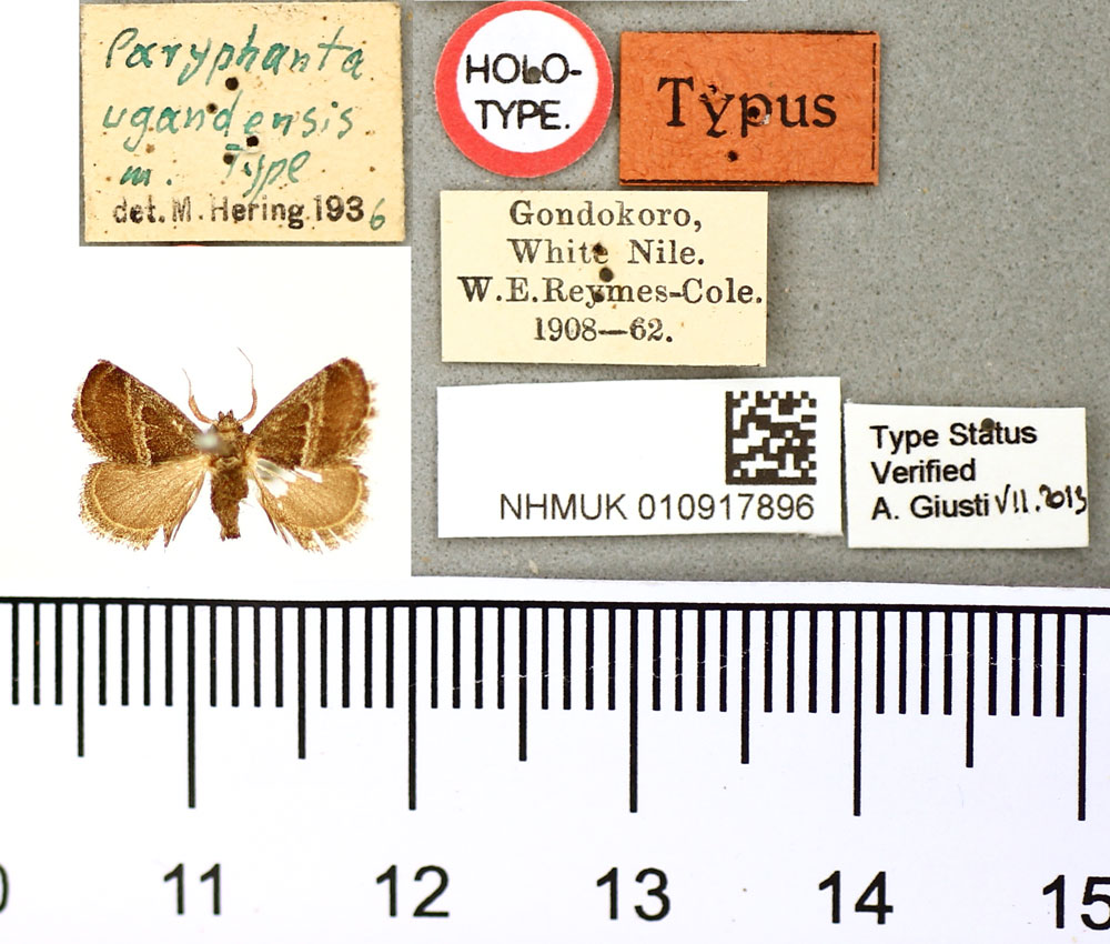 /filer/webapps/moths/media/images/U/ugandensis_Paryphanta_HT_BMNH.jpg