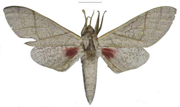 /filer/webapps/moths/media/images/U/ukambaniensis_Neoclanis_HT_ZSMa.jpg