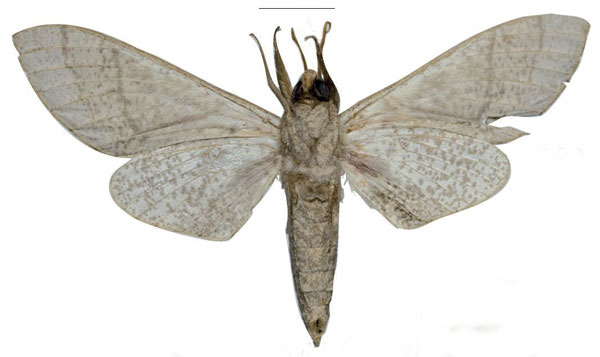 /filer/webapps/moths/media/images/U/ukambaniensis_Neoclanis_HT_ZSMb.jpg