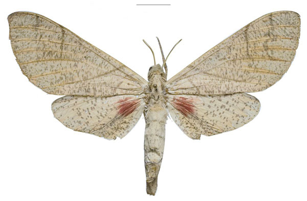 /filer/webapps/moths/media/images/U/ukambaniensis_Neoclanis_PTF_ZSMa.jpg