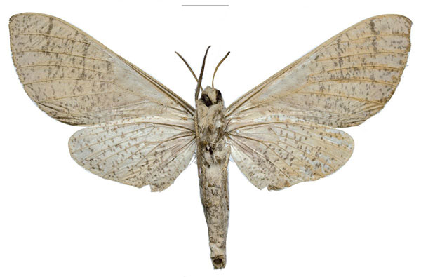 /filer/webapps/moths/media/images/U/ukambaniensis_Neoclanis_PTF_ZSMb.jpg