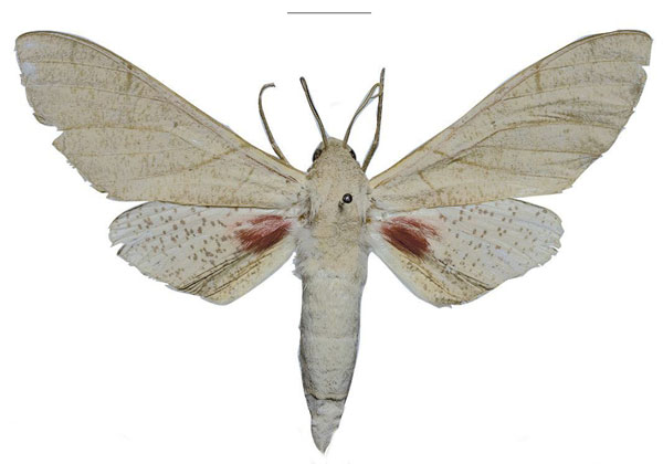 /filer/webapps/moths/media/images/U/ukambaniensis_Neoclanis_PTM_ZSM_01a.jpg