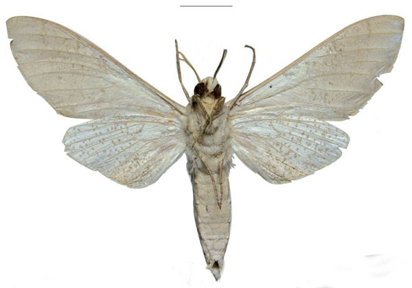 /filer/webapps/moths/media/images/U/ukambaniensis_Neoclanis_PTM_ZSM_01b.jpg
