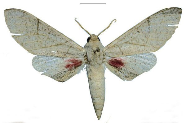 /filer/webapps/moths/media/images/U/ukambaniensis_Neoclanis_PTM_ZSM_02a.jpg