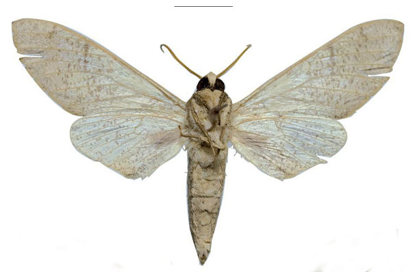 /filer/webapps/moths/media/images/U/ukambaniensis_Neoclanis_PTM_ZSM_02b.jpg