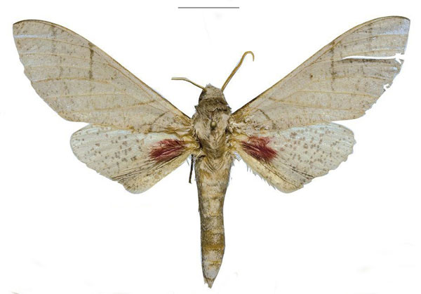 /filer/webapps/moths/media/images/U/ukambaniensis_Neoclanis_PTM_ZSM_03a.jpg
