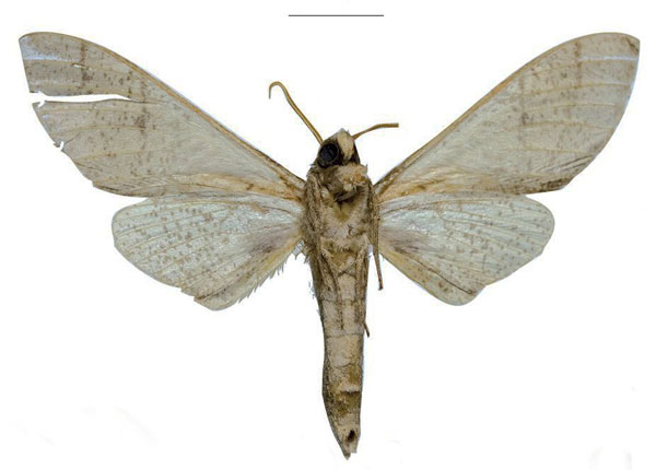 /filer/webapps/moths/media/images/U/ukambaniensis_Neoclanis_PTM_ZSM_03b.jpg