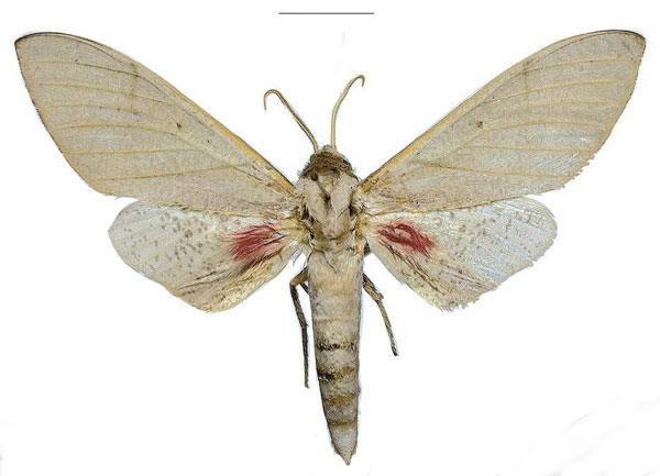 /filer/webapps/moths/media/images/U/ukambaniensis_Neoclanis_PTM_ZSM_04a.jpg