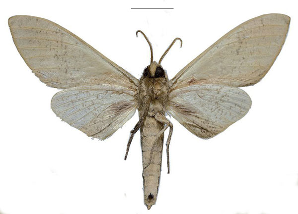 /filer/webapps/moths/media/images/U/ukambaniensis_Neoclanis_PTM_ZSM_04b.jpg