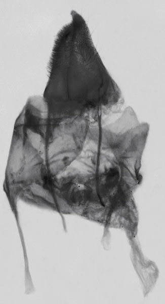 /filer/webapps/moths/media/images/U/ulaukae_Sesamia_GFPT_MNHN_887.jpg