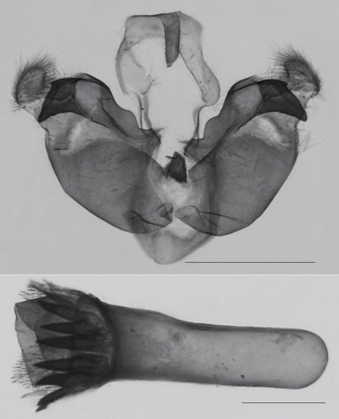 /filer/webapps/moths/media/images/U/ulaukae_Sesamia_GMHT_MNHN_1035.jpg