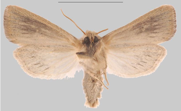 /filer/webapps/moths/media/images/U/ulaukae_Sesamia_HT_MNHNb.jpg