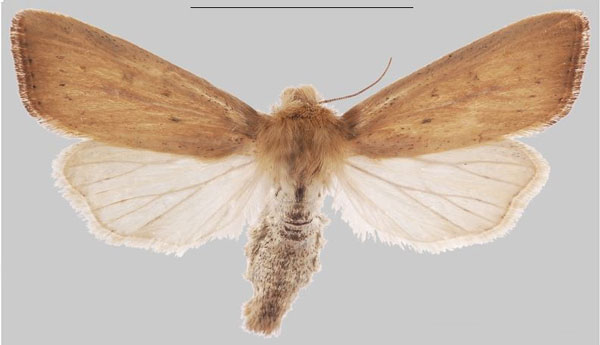 /filer/webapps/moths/media/images/U/ulaukae_Sesamia_PTF_MNHNa.jpg