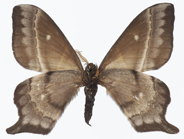 /filer/webapps/moths/media/images/U/ulembwensis_Urota_AM_Basquinb.jpg