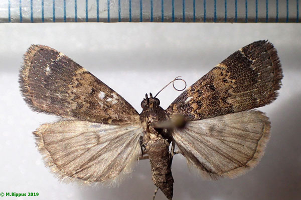 /filer/webapps/moths/media/images/U/uliginosalis_Hydrillodes_AF_Bippus.jpg