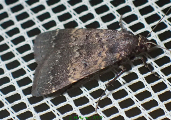 /filer/webapps/moths/media/images/U/uliginosalis_Hydrillodes_A_Bippus.jpg
