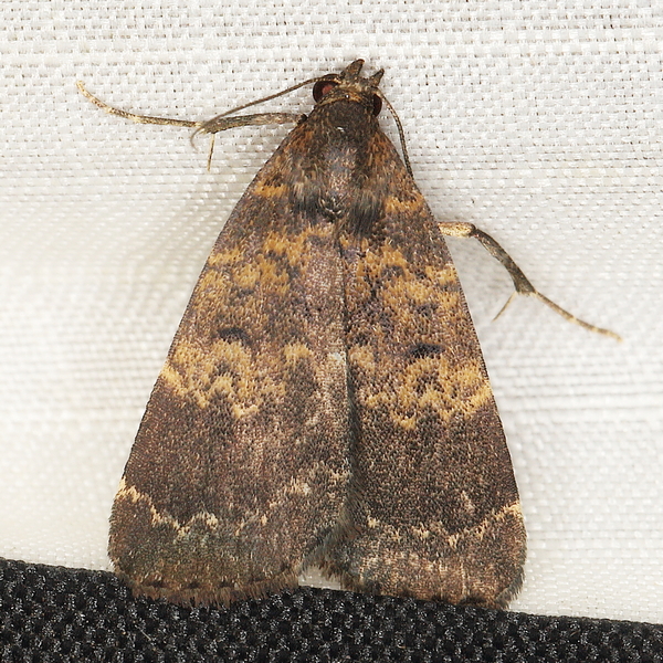 /filer/webapps/moths/media/images/U/uliginosalis_Hydrillodes_A_Heyns_01.JPG