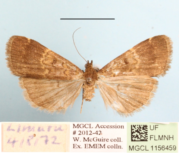 /filer/webapps/moths/media/images/U/uliginosalis_Hydrillodes_A_MGCLa_01.jpg