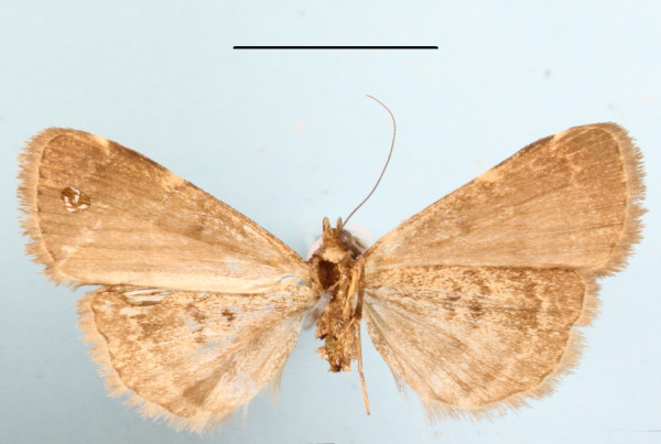 /filer/webapps/moths/media/images/U/uliginosalis_Hydrillodes_A_MGCLb_01.jpg