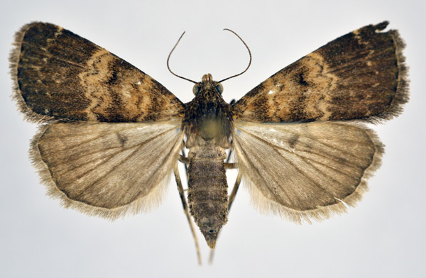 /filer/webapps/moths/media/images/U/uliginosalis_Hydrillodes_A_NHMO.jpg