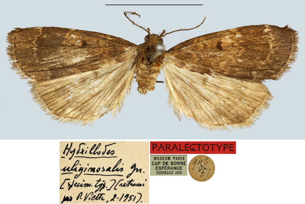 /filer/webapps/moths/media/images/U/uliginosalis_Hydrillodes_PLT_MNHN.jpg