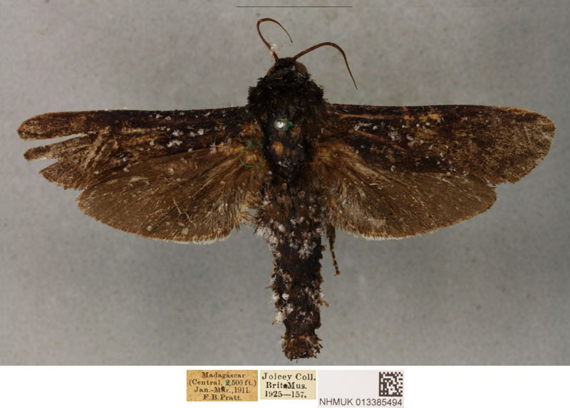 /filer/webapps/moths/media/images/U/uliginosus_Pseudocossus_PLT_BMNH_01.jpg