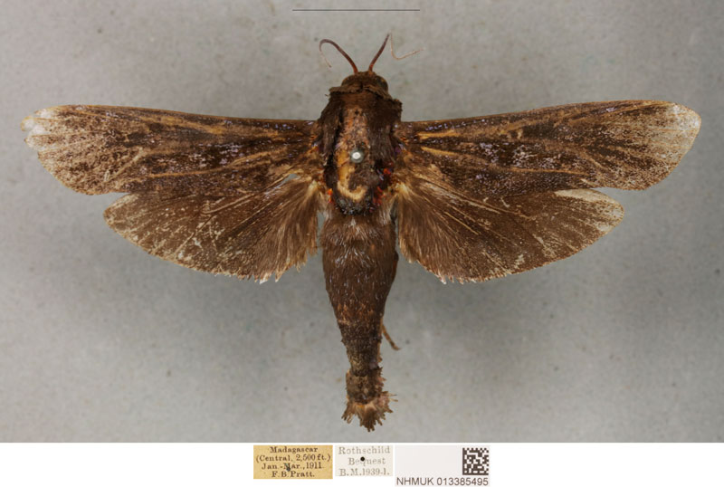/filer/webapps/moths/media/images/U/uliginosus_Pseudocossus_PLT_BMNH_02.jpg