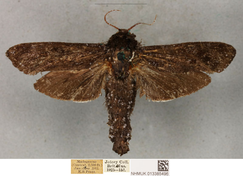 /filer/webapps/moths/media/images/U/uliginosus_Pseudocossus_PLT_BMNH_03.jpg