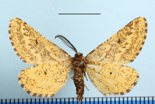 /filer/webapps/moths/media/images/U/uloprora_Biclavigera_A_MGCLb_01.JPG