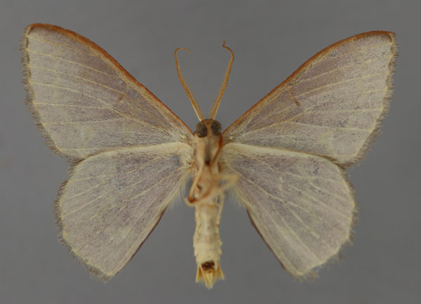 /filer/webapps/moths/media/images/U/ultramarina_Heterorachis_HT_ZSM_02.jpg