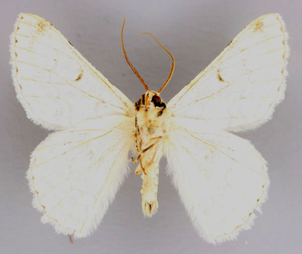 /filer/webapps/moths/media/images/U/ultrata_Pingasa_A_ZMS_02.jpg