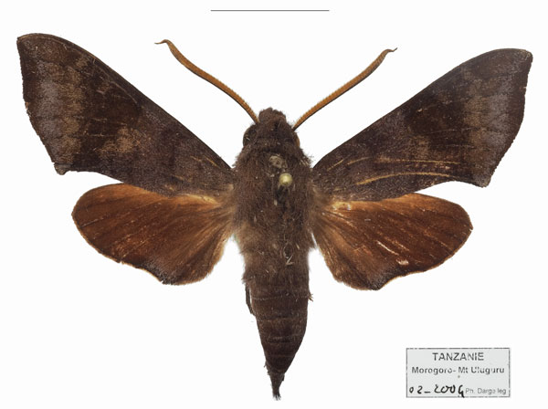 /filer/webapps/moths/media/images/U/uluguru_Temnora_AM_Basquin.jpg