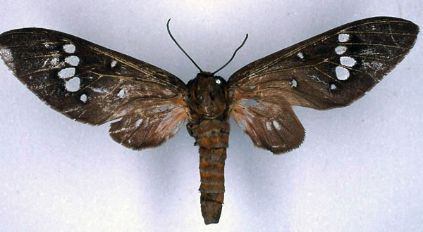 /filer/webapps/moths/media/images/U/umbra_Balacra_HT_BMNH_01.jpg