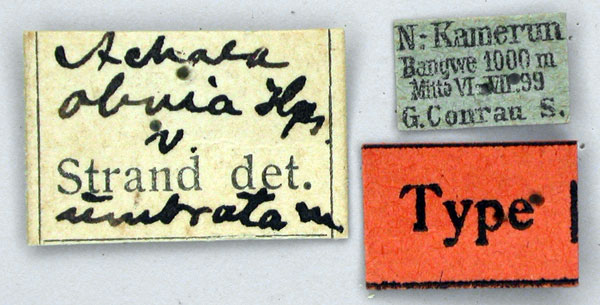 /filer/webapps/moths/media/images/U/umbrata_Achaea_HT_ZMHBl.jpg