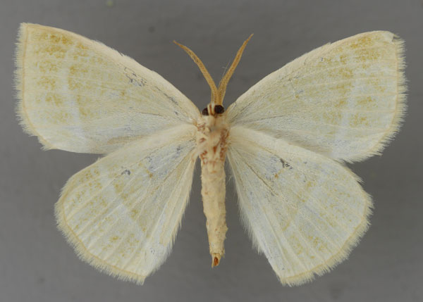 /filer/webapps/moths/media/images/U/umbrata_Acollesis_A_ZSM_02.jpg