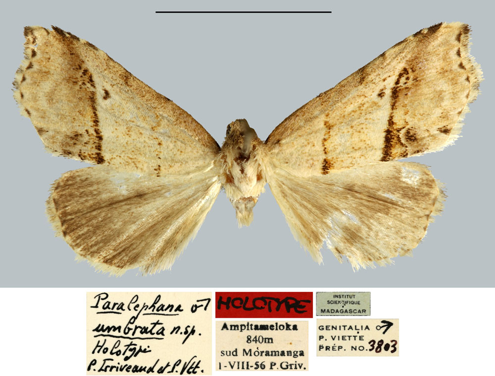 /filer/webapps/moths/media/images/U/umbrata_Paralephana_HT_MNHN.jpg