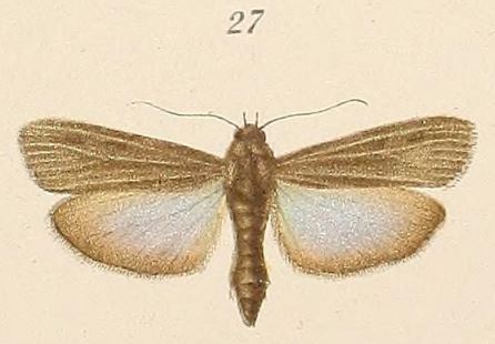 /filer/webapps/moths/media/images/U/umbratella_Epicrocis_HT_Voeltzkow_6-27.jpg