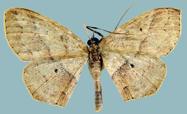 /filer/webapps/moths/media/images/U/umbratilinea_Scopola_AM_ZSMa.jpg